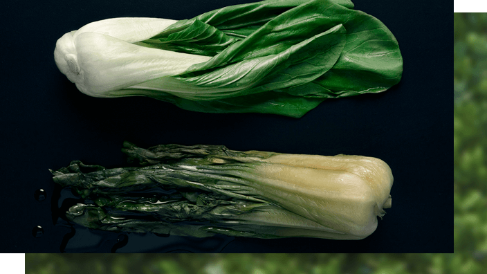 Pak choi stored in humid environment